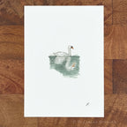 Swan Prospect Park by P. Pleasant Atelier fine art print with Art Fairy Magic swan on water