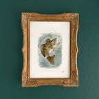 "Walleye" – 5 x 7" Fine Art Print